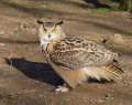 Hawk_Conservancy 220 cropped